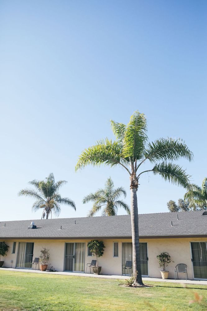 A row of palm trees stands tall against a clear blue sky above a building's roof.