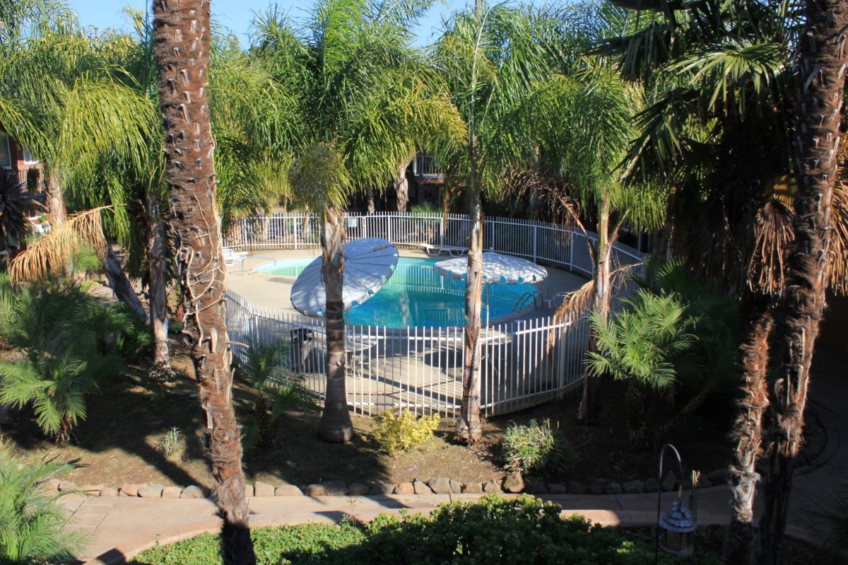 A fenced swimming pool surrounded by palm trees in a backyard.