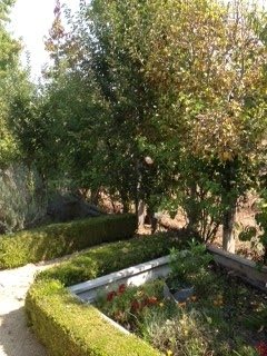 A lush garden scene with trees and hedges.