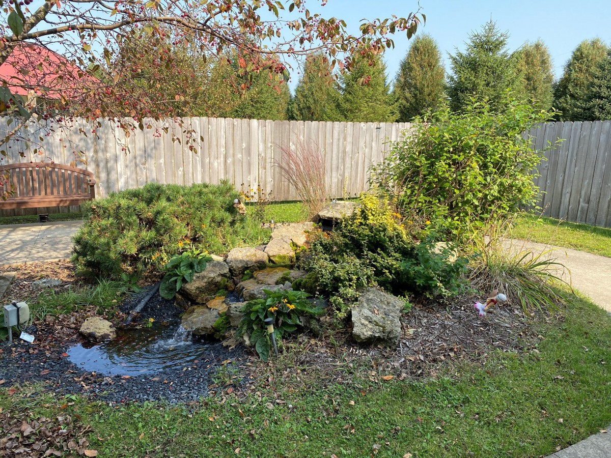 A tranquil garden scene with a small pond surrounded by rocks and lush greenery, set against a wooden fence backdrop.