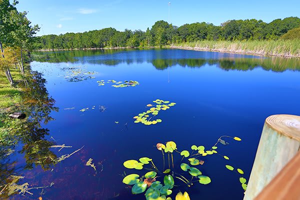 A serene lake with lily pads floating on its calm surface, surrounded by lush trees and a clear blue sky.