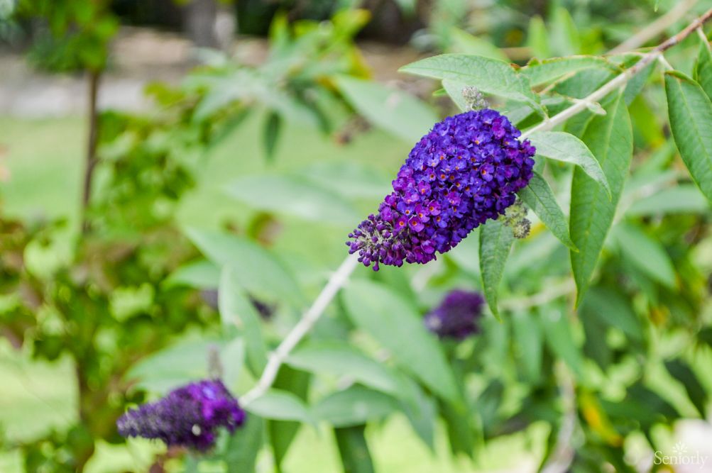 A vibrant purple flower in full bloom amidst lush green leaves in a garden setting.