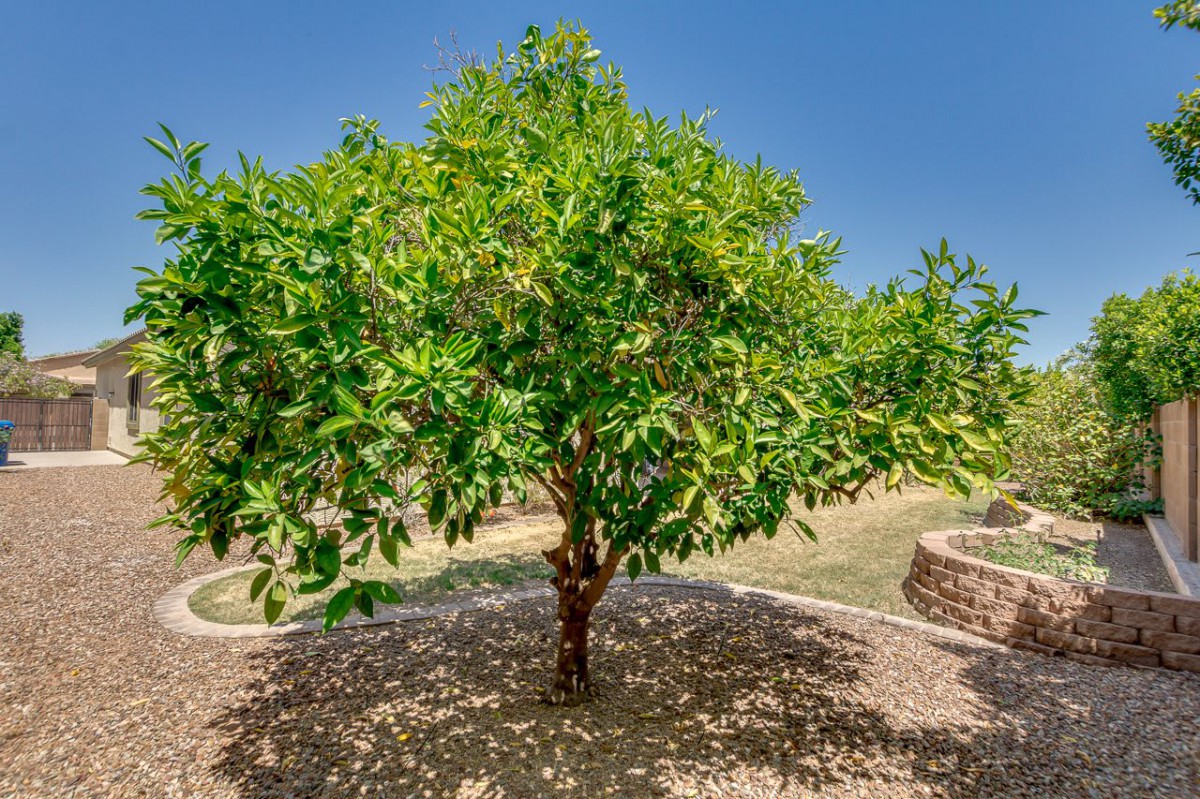 A lush green tree in a landscaped garden under a clear blue sky.