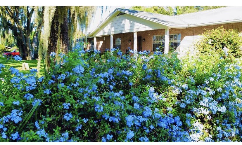 A charming house with a garden full of blue flowers in bloom.
