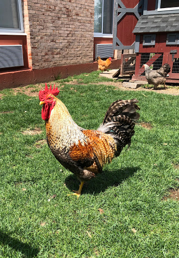 A vibrant rooster strutting confidently across the green grass on a sunny day.