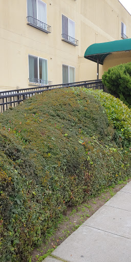A dense, green bush shaped like a hill in an outdoor setting.