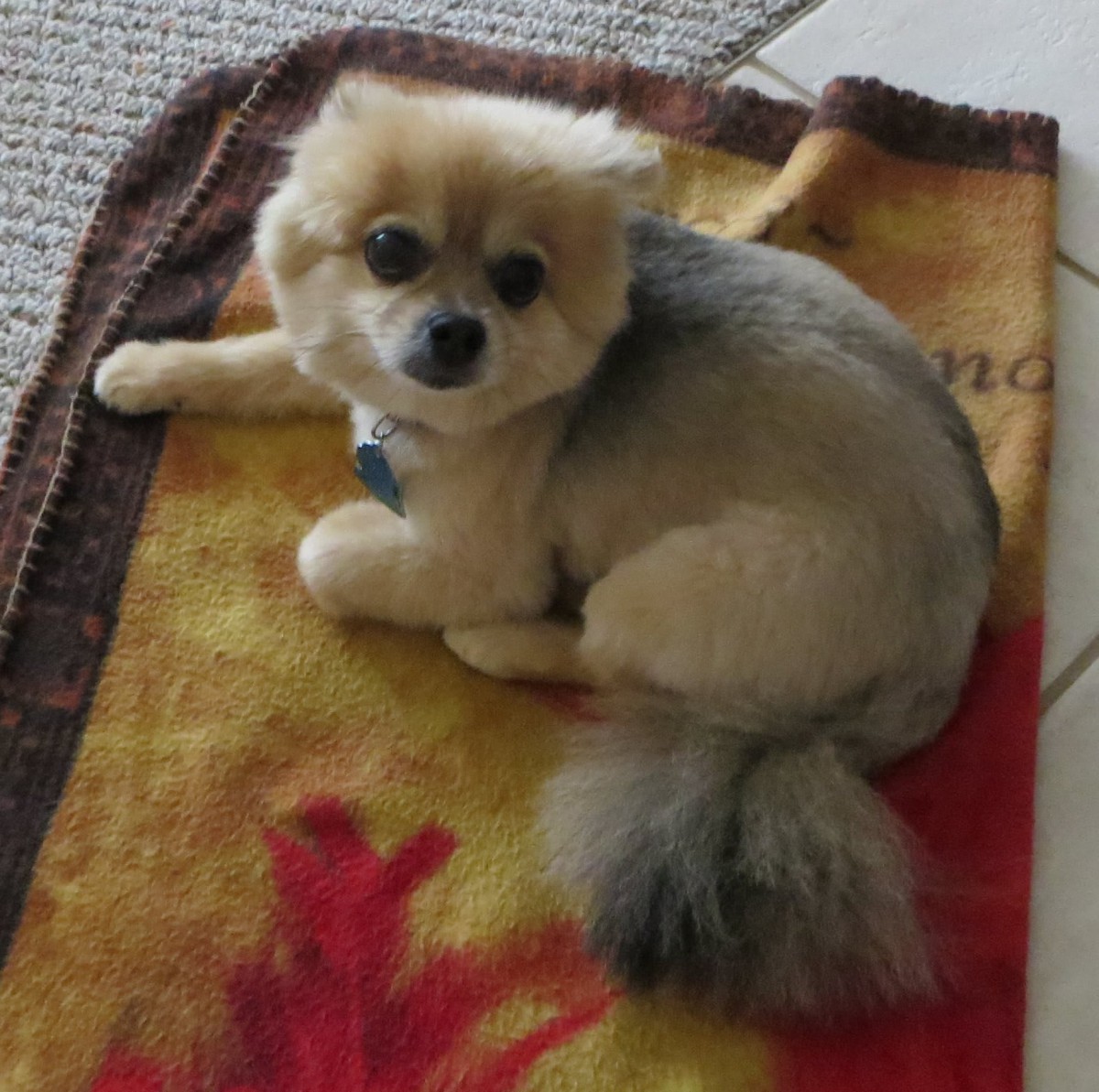 A cute Pomeranian resting on a colorful blanket.