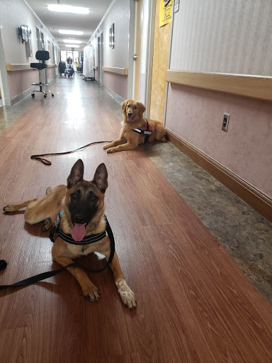 Two therapy dogs resting in a hospital hallway, ready to provide comfort and support.