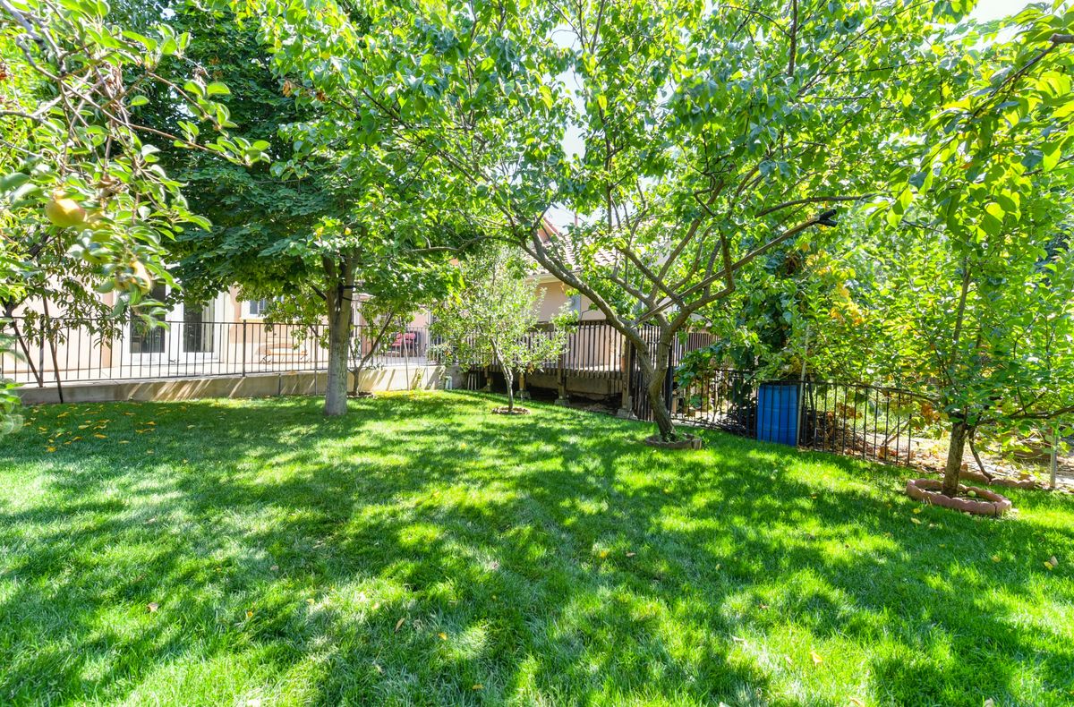 A sunny backyard with lush green grass and trees, enclosed by a fence.