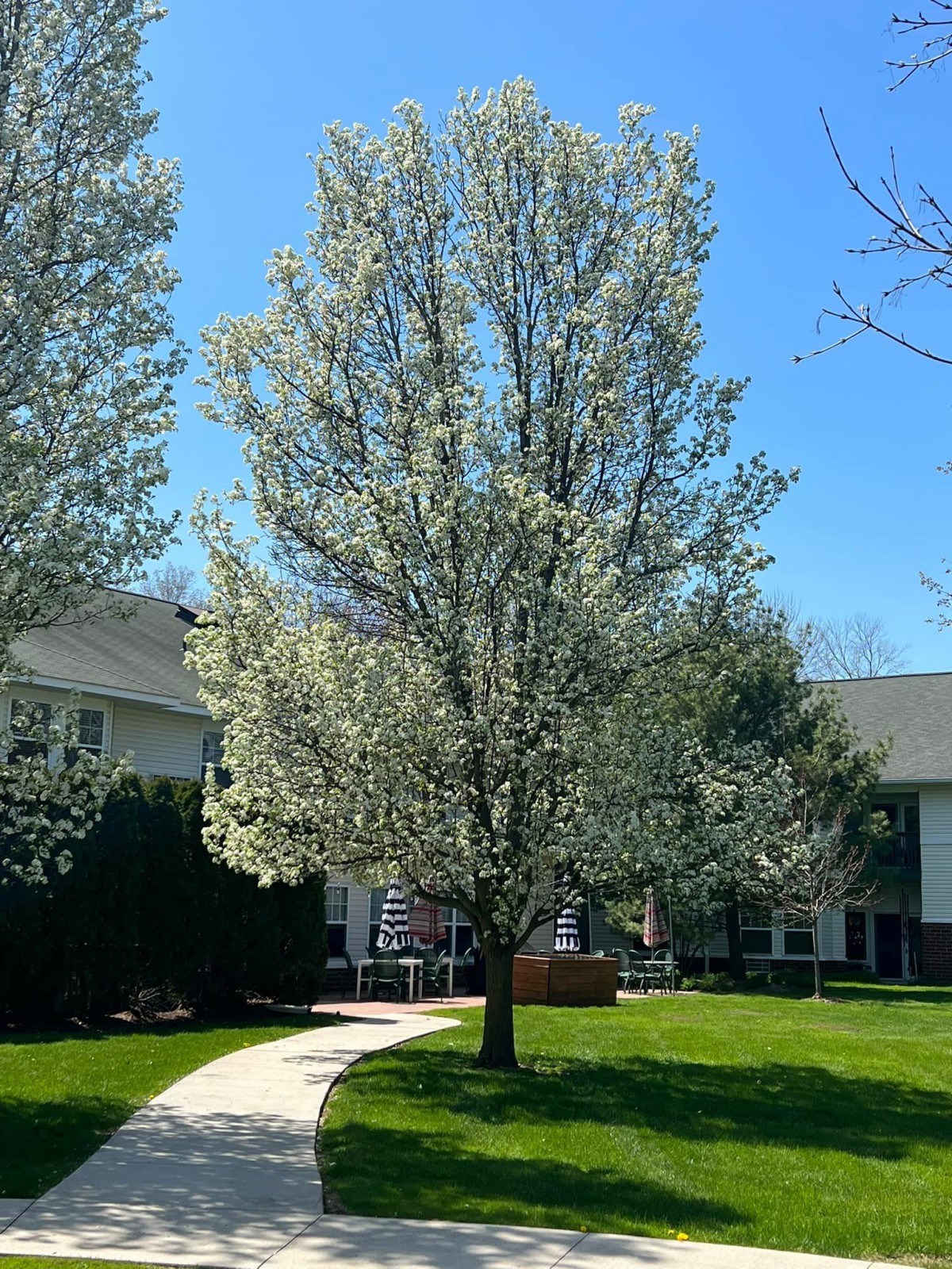 A blossoming tree in full bloom stands next to a pathway in a residential neighborhood.