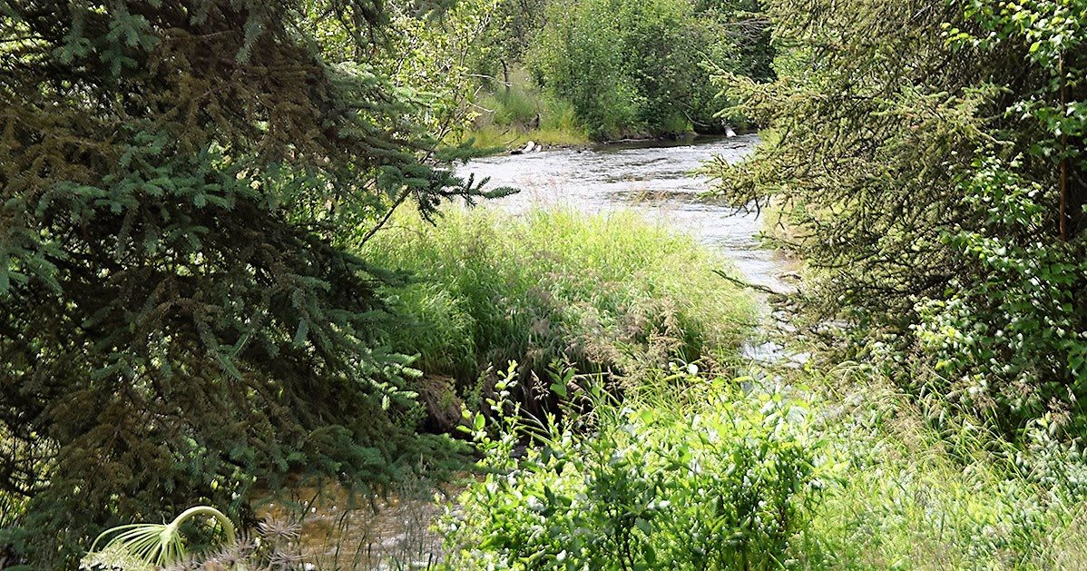A serene river flowing through lush greenery.