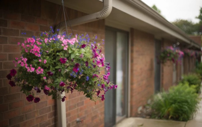 A vibrant hanging plant with pink and purple flowers against a brick wall.