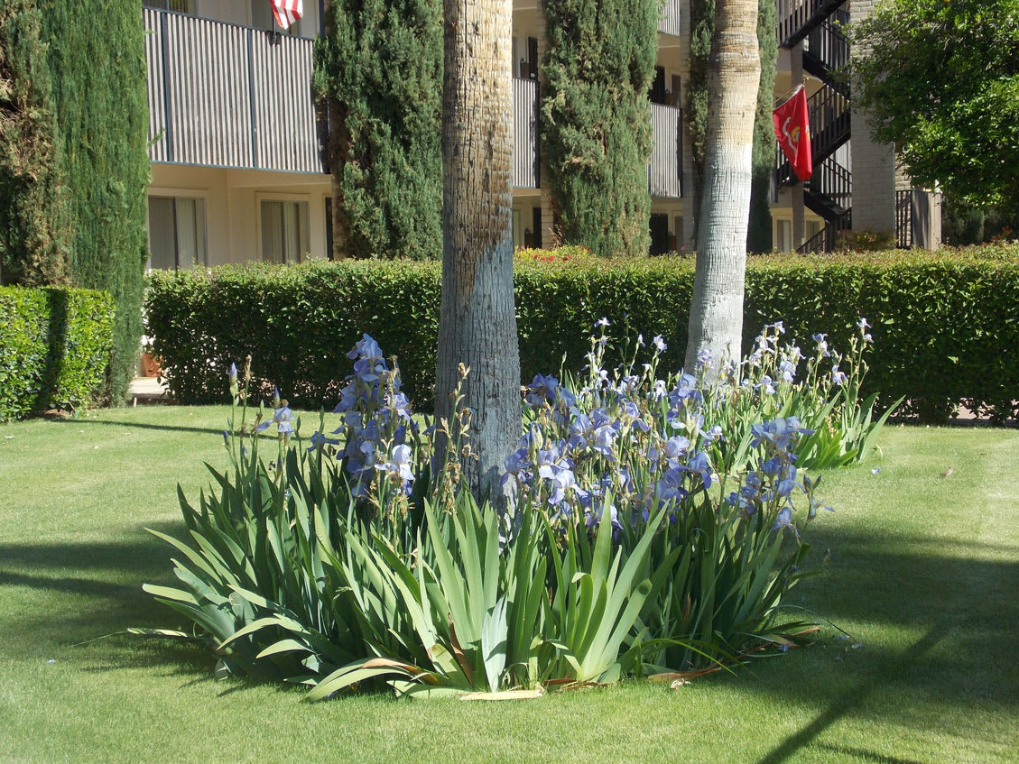A well-maintained garden with blooming flowers and tall trees in front of a building.