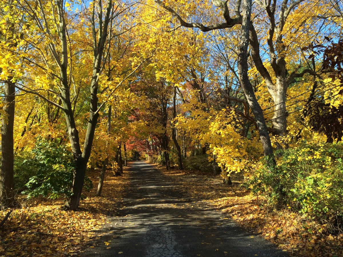 A serene pathway surrounded by vibrant autumn foliage.