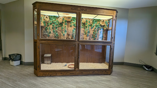 A spacious wooden reptile enclosure featuring glass panels and a naturalistic background.