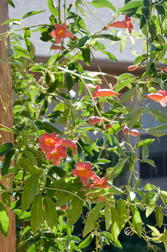 A vibrant display of orange flowers intertwined with lush green foliage.