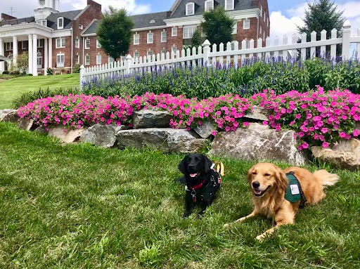 Two dogs relaxing in a vibrant garden setting.