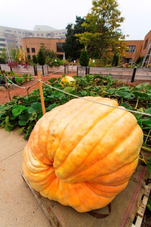 A giant pumpkin growing in a garden setting.