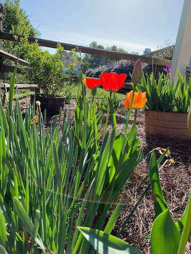 A vibrant display of red and orange tulips blooming in a sunny garden.