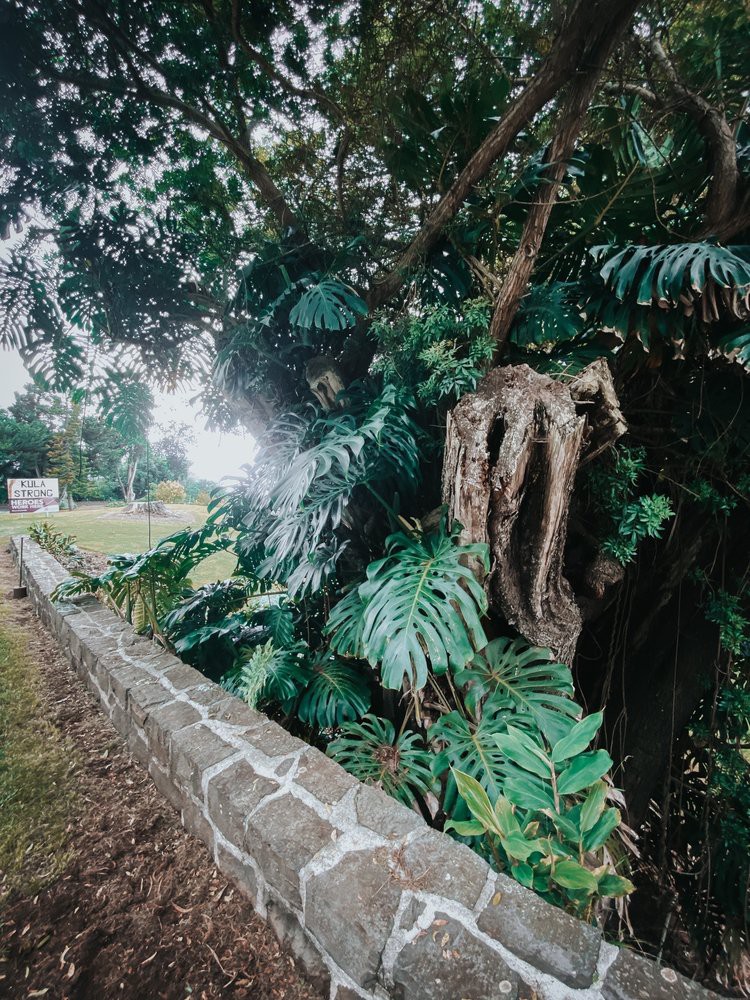 Lush tropical foliage growing by a stone wall in an outdoor setting.