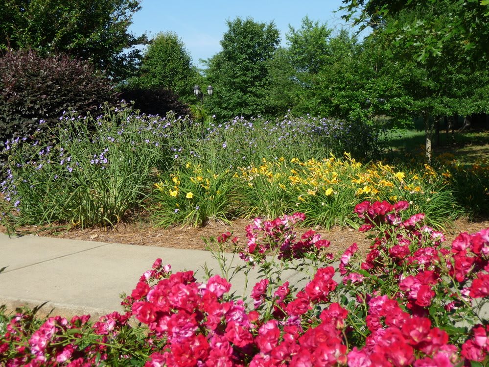 A vibrant garden with various colorful flowers and lush greenery.