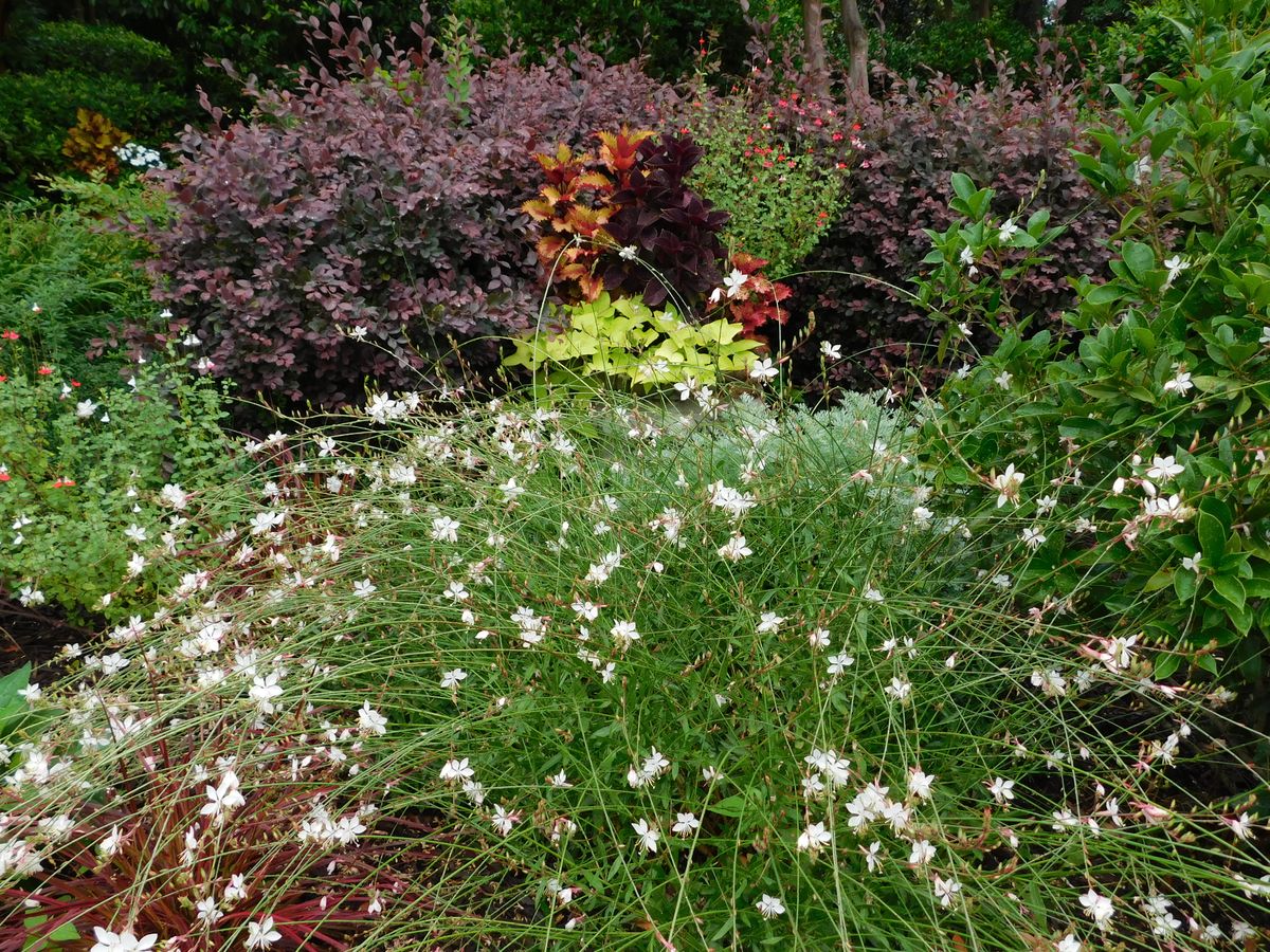 A vibrant garden with a variety of flowers and plants in full bloom.
