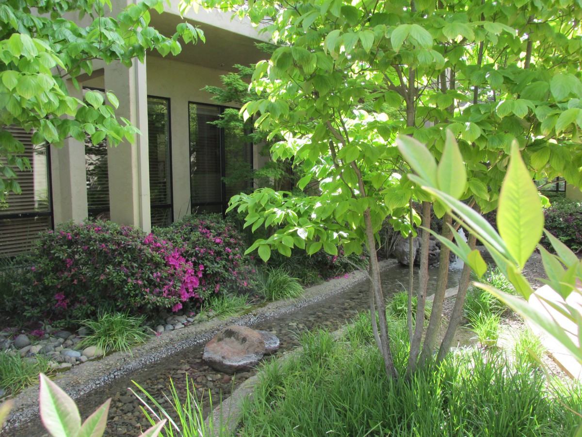 A lush garden with vibrant green trees and shrubs surrounding a small water feature near a building.