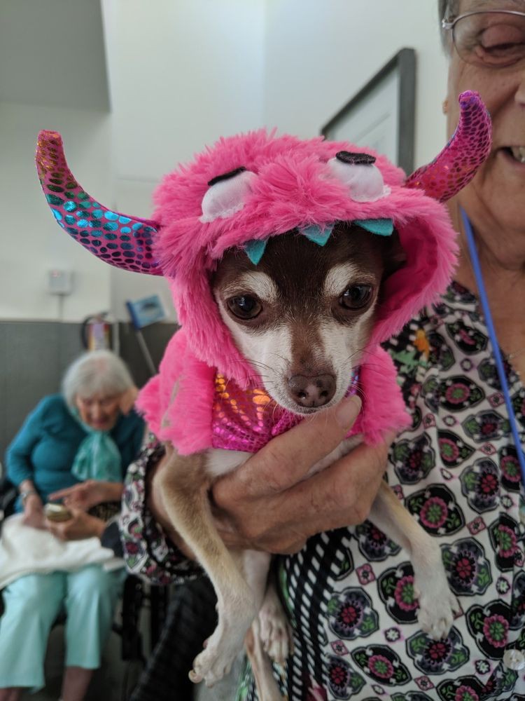 A small dog wearing a pink monster costume being held indoors.