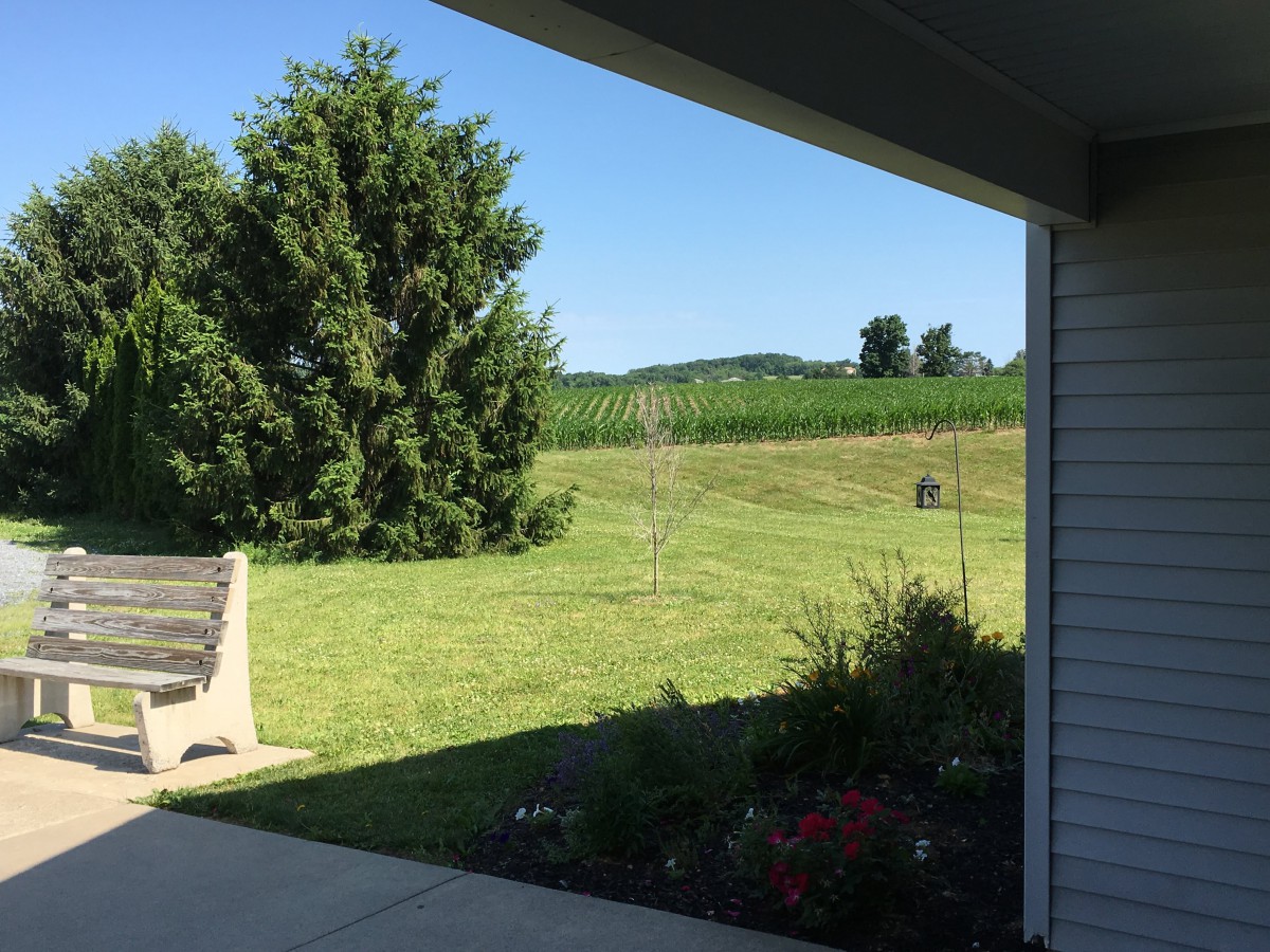 A peaceful backyard view with lush green grass and trees under a clear blue sky.