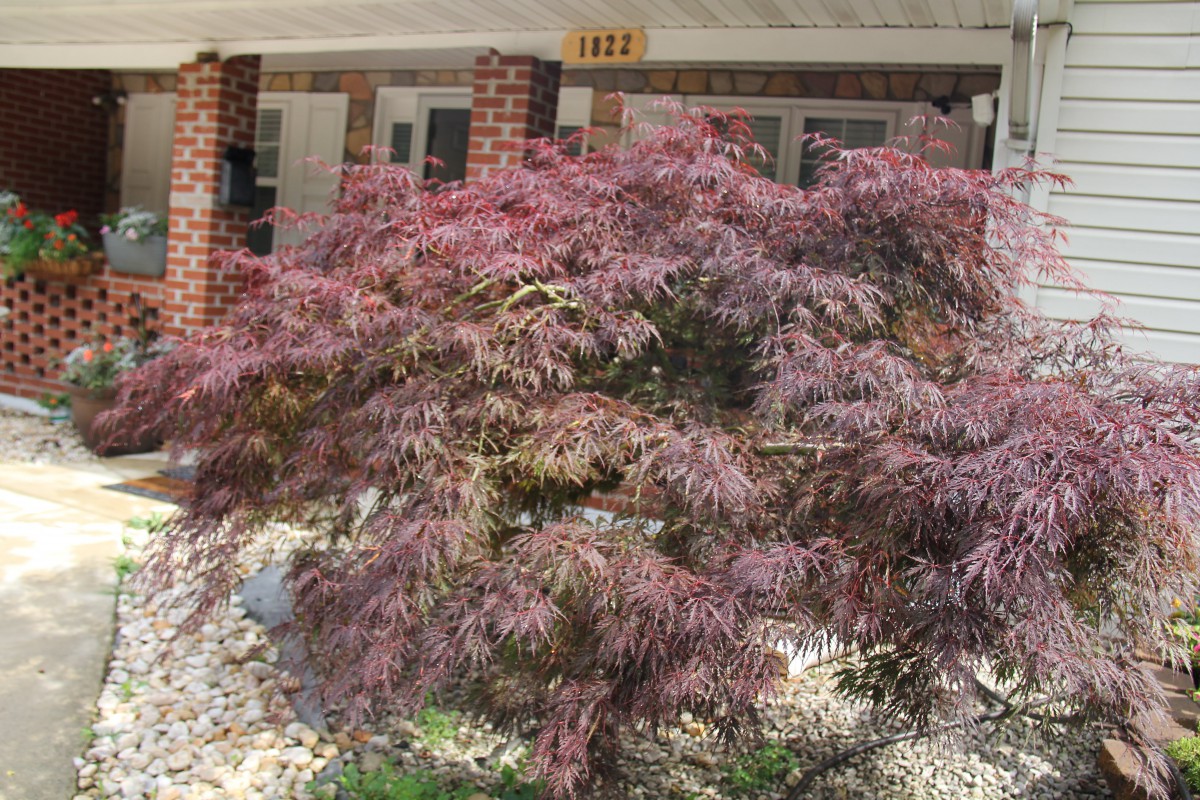 A lush Japanese maple tree with vibrant foliage in a garden setting.