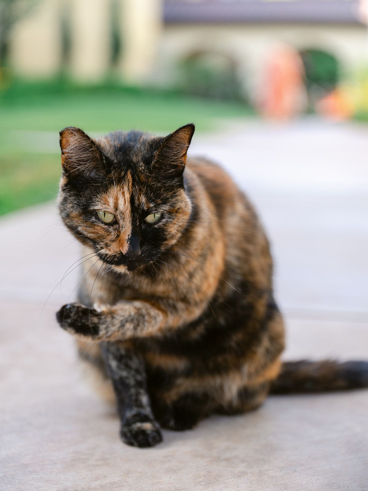 A tortoiseshell cat sitting on a path outdoors, lifting its paw.
