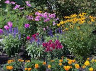 A vibrant garden filled with colorful flowers in bloom.
