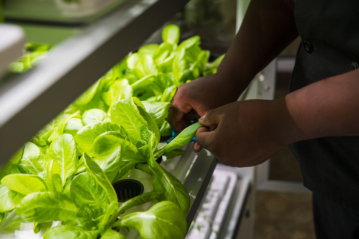 Hands tending to hydroponically grown lettuce in an indoor farm setting.