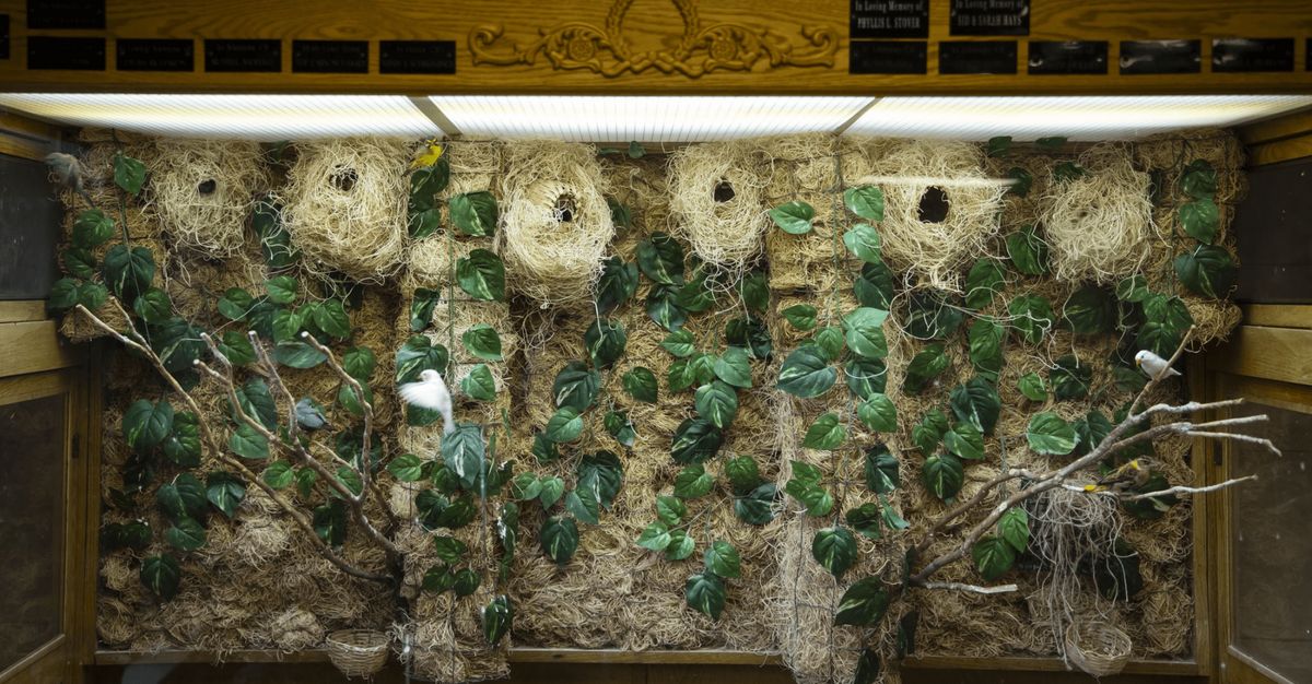 A display of a birdcage featuring multiple nests and lush greenery.