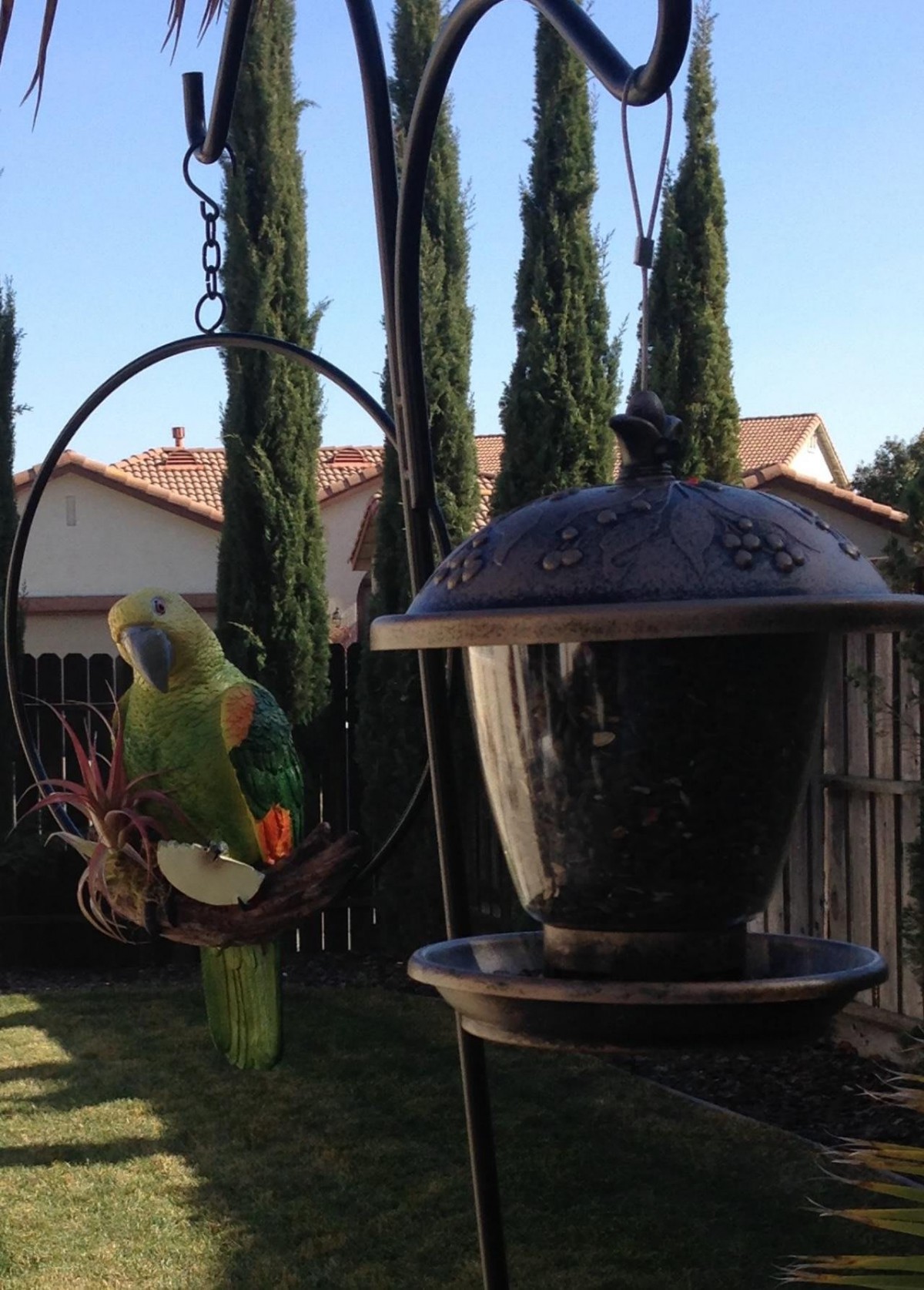 A parrot sitting near a bird feeder in a backyard setting.
