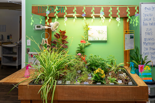 A vibrant indoor garden setup showcasing various plants against a green backdrop.