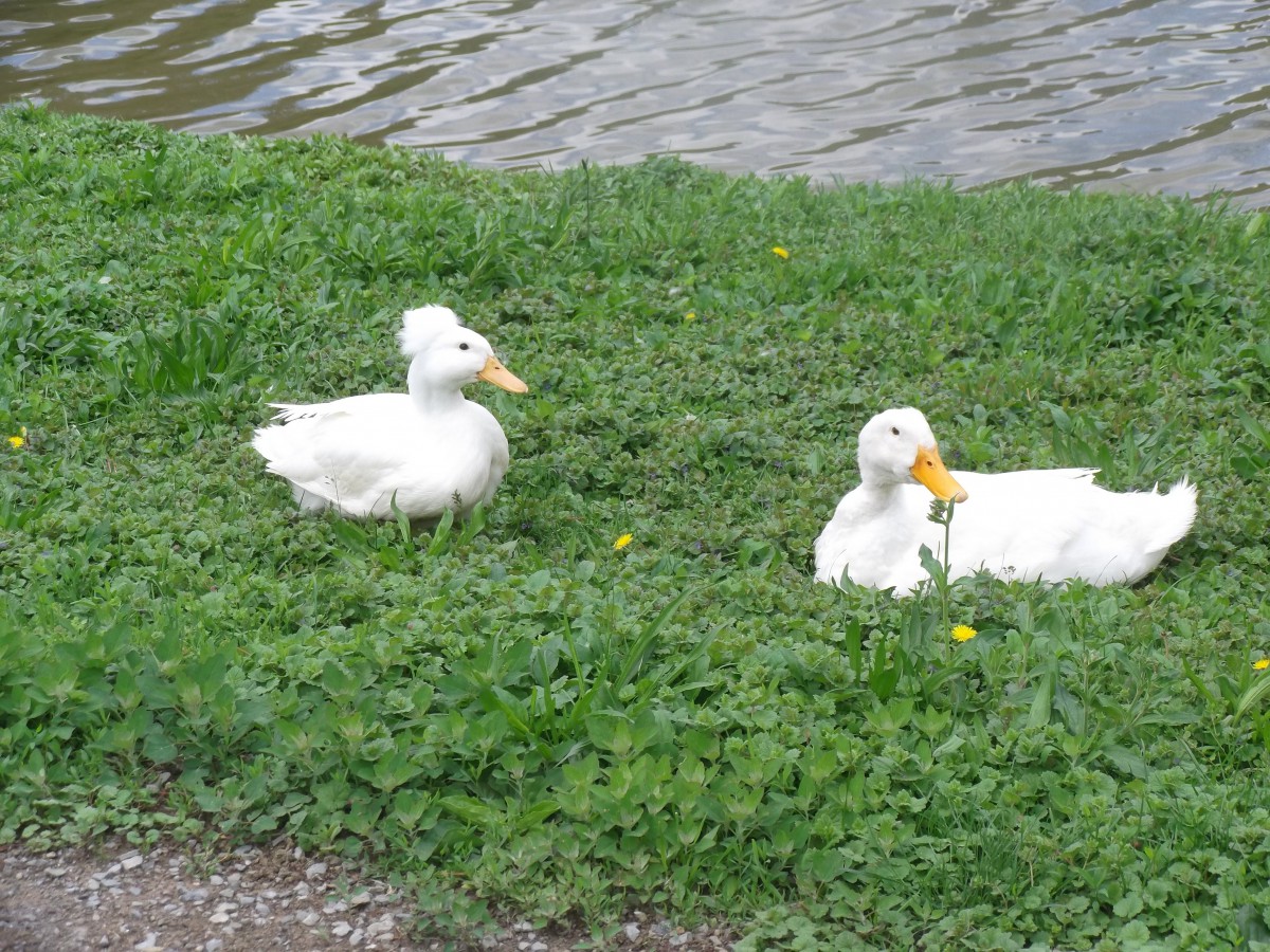 Two white ducks resting on a grassy area by a lake.