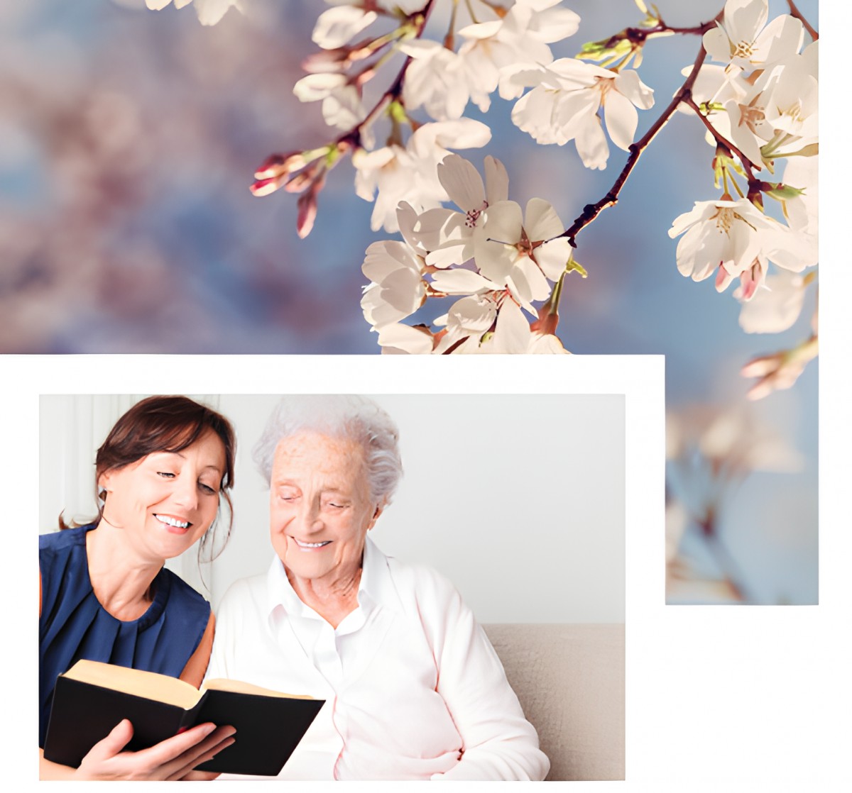 A woman and an elderly person share a moment reading a book, with cherry blossoms in the background.