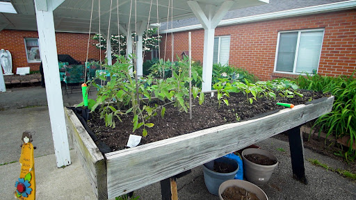 A vibrant raised garden bed filled with young tomato plants, showcasing the beauty of home gardening.