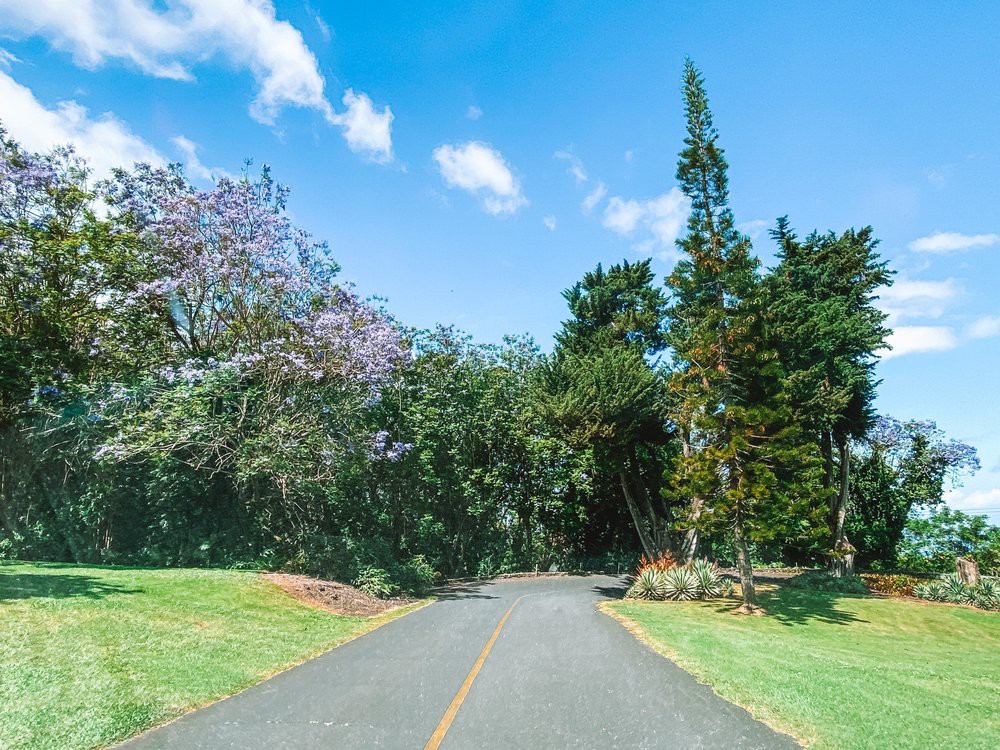 A scenic road surrounded by lush trees under a clear blue sky.