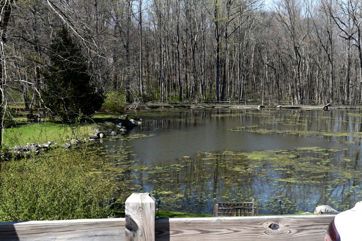 A tranquil pond surrounded by trees, with a wooden railing in the foreground.