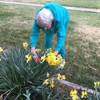 An elderly person tending to daffodils in a garden.
