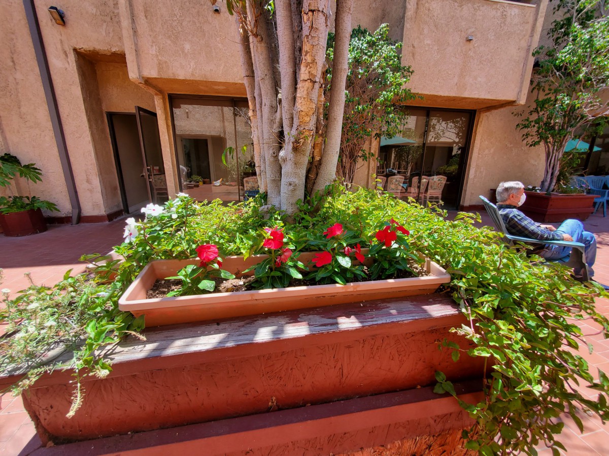 A vibrant courtyard garden with red flowers and lush greenery surrounding a tree.