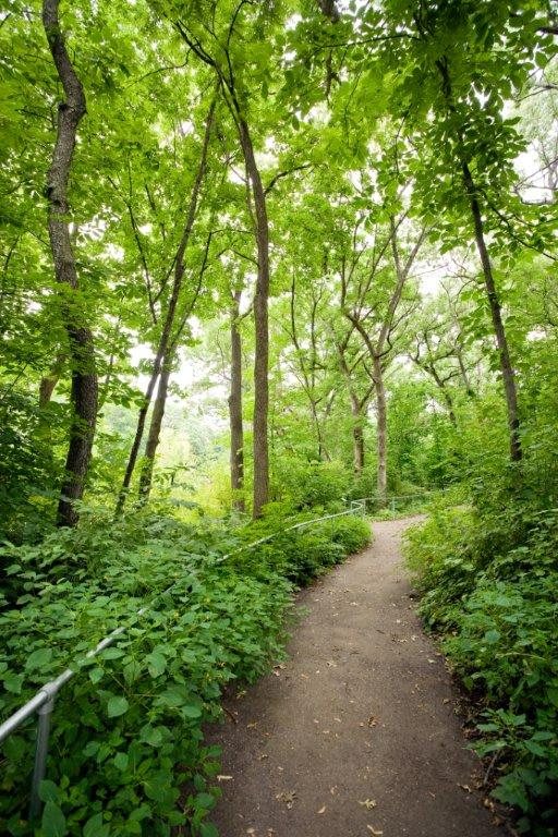A serene forest path surrounded by lush greenery.