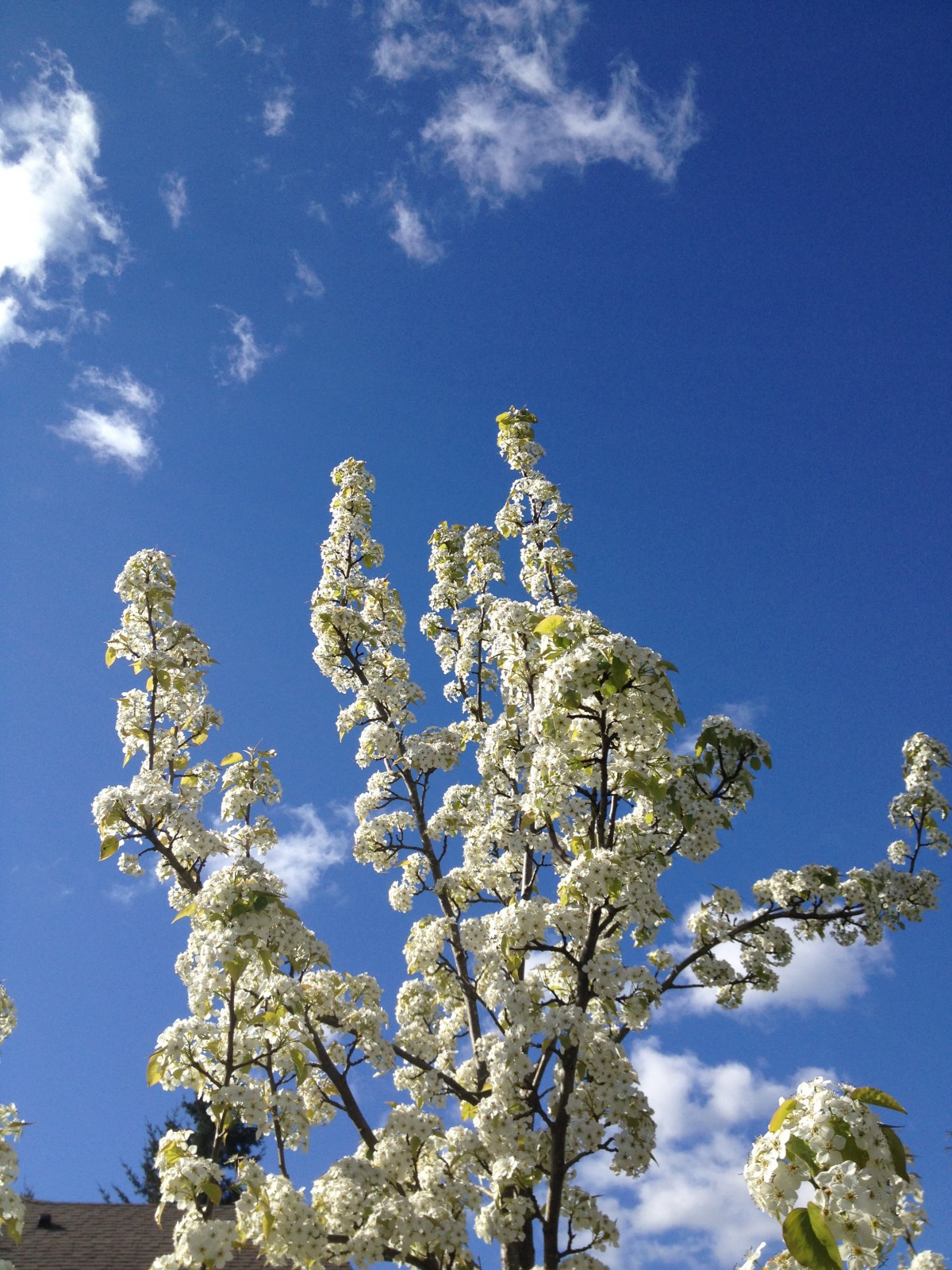 A tree with white blossoms under a clear blue sky.