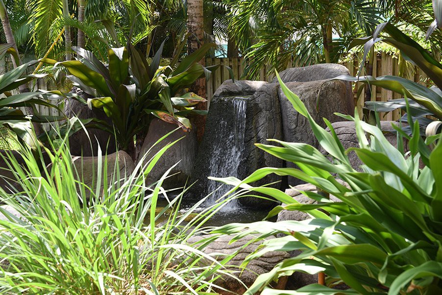 A small waterfall surrounded by lush tropical plants and rocks.