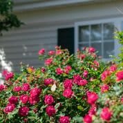 Fox Trail Senior Living At Manassas
