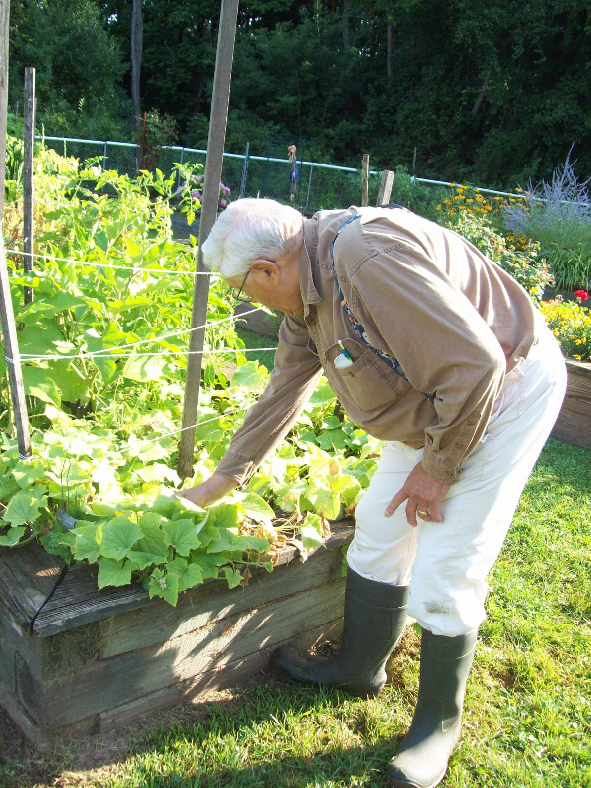 An elderly man tending to lettuce plants in a vegetable garden.
