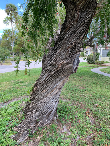 A unique tree with a twisted trunk in a grassy area.