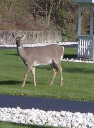 A deer standing on a grassy area near a paved path.